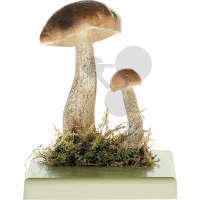 Leccinum scabrum