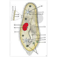 Pack élèves: Zoologie, Protozoaires