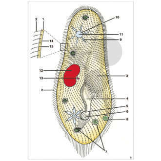 Pack élèves: Zoologie, Protozoaires