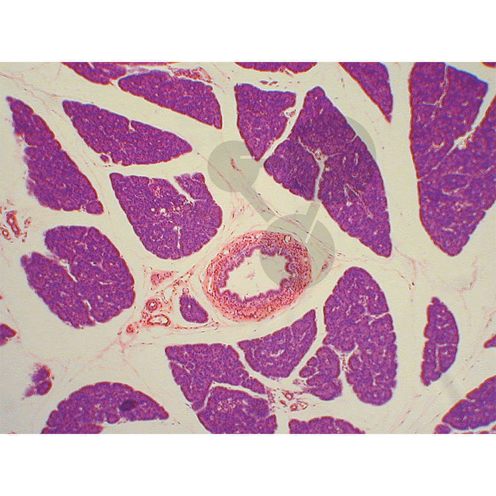 Séries de préparations microscopiques: Biologie générale