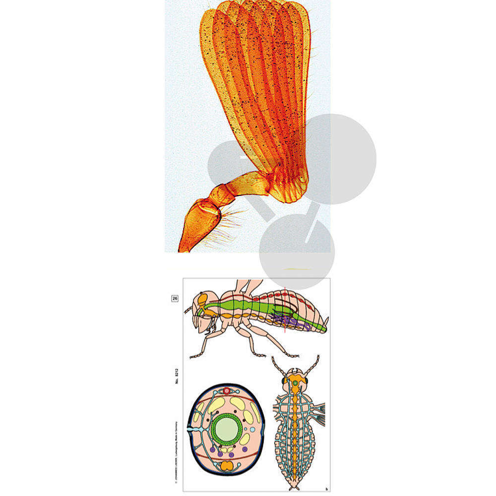 Packs préparations microscopiques