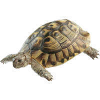 Tortue grecque, mâle