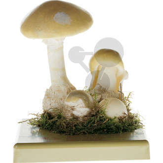 Amanita phalloides