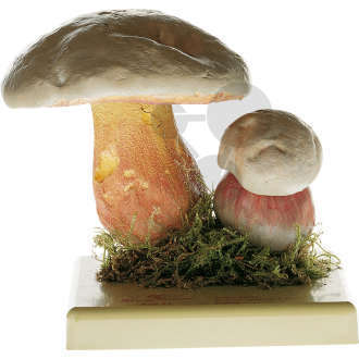 Boletus satanas