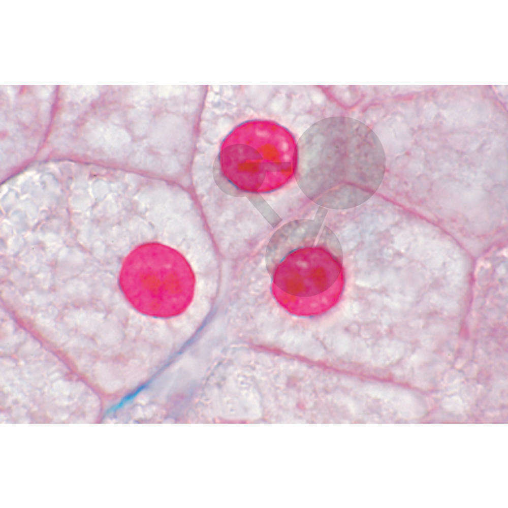 Séries de préparations microscopiques