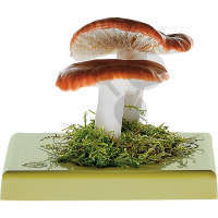 Russula emetica