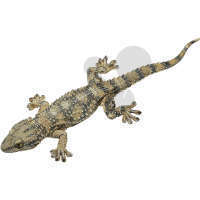 Mauergecko SOMSO®-Modell