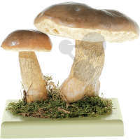 Tylopilus felleus