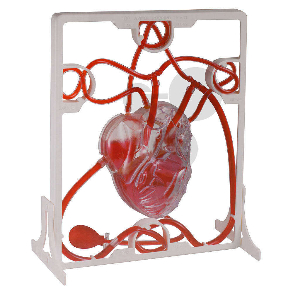 Maquette circulation sanguine