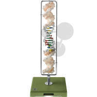 DNS-Doppelhelix (Typ B-DNS) SOMSO®-Modell