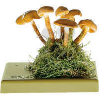 Kuehneromyces mutabilis