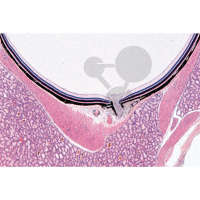 Série: Histologie: Organes des sens