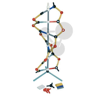 Orbit™: Kurzes DNA-Modell Premium