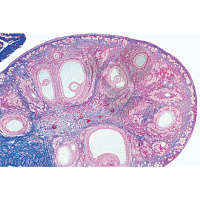 Série: Histologie: Organes génitaux femelles