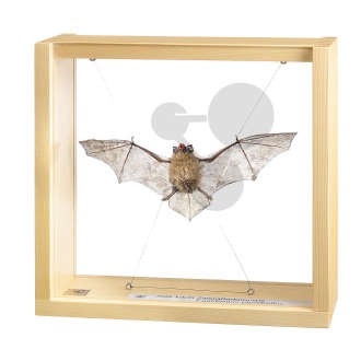 Chauve-souris pipistrelle mâle Somso®