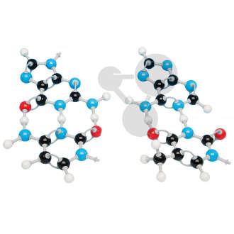 Les bases de l'ADN, Molymod®