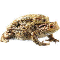 Common Toad