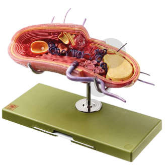 Rekonstruktion einer (grampositiven) Bakterienzelle SOMSO®-Modell