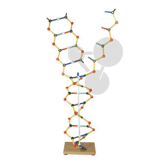 Modèle ADN-ARN