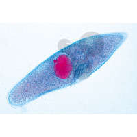 Paramecium, Pantoffeltierchen Präparat