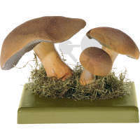 Suillus variegatus