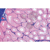 Prép. Micro. Testicule de souris, Spermatogenèse