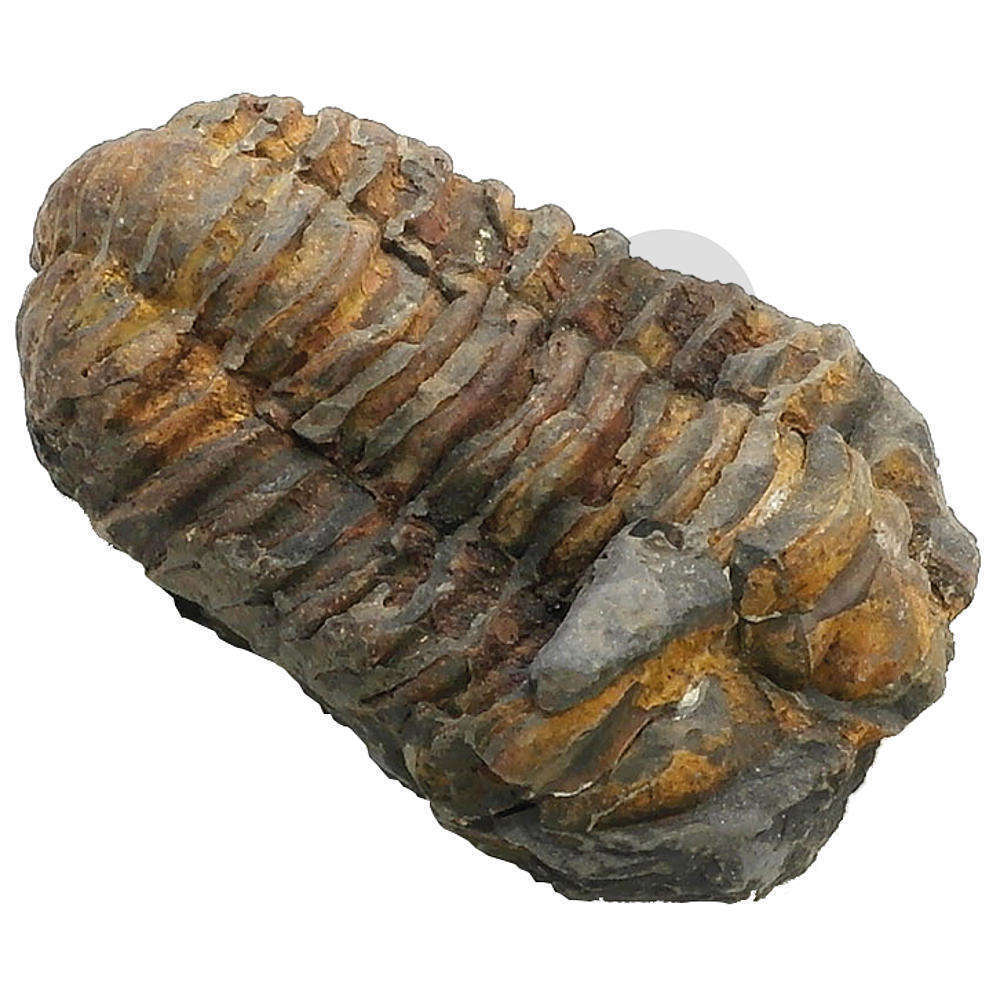 Trilobite