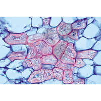 Prép. Micro. Mésocarpe de poire, Cellules scléreuses