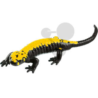 Salamandra atra aurorae