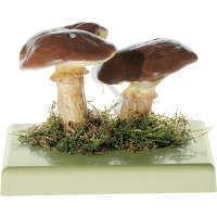 Suillus luteus