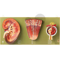 Niere  Nephron & Nierenkörperchen SOMSO®-Modell