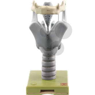 Larynx, structure cartilagineuse