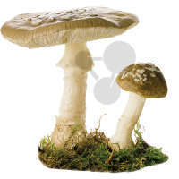 Amanita pantherina