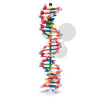 DNA-Modell, 22 Schichten, Molymod®