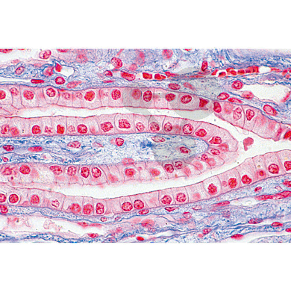 Série Histologie préparations à l’unité