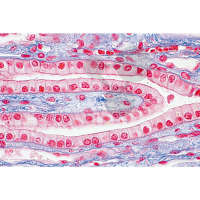 Prép. Micro. Epithélium cubique, coupe