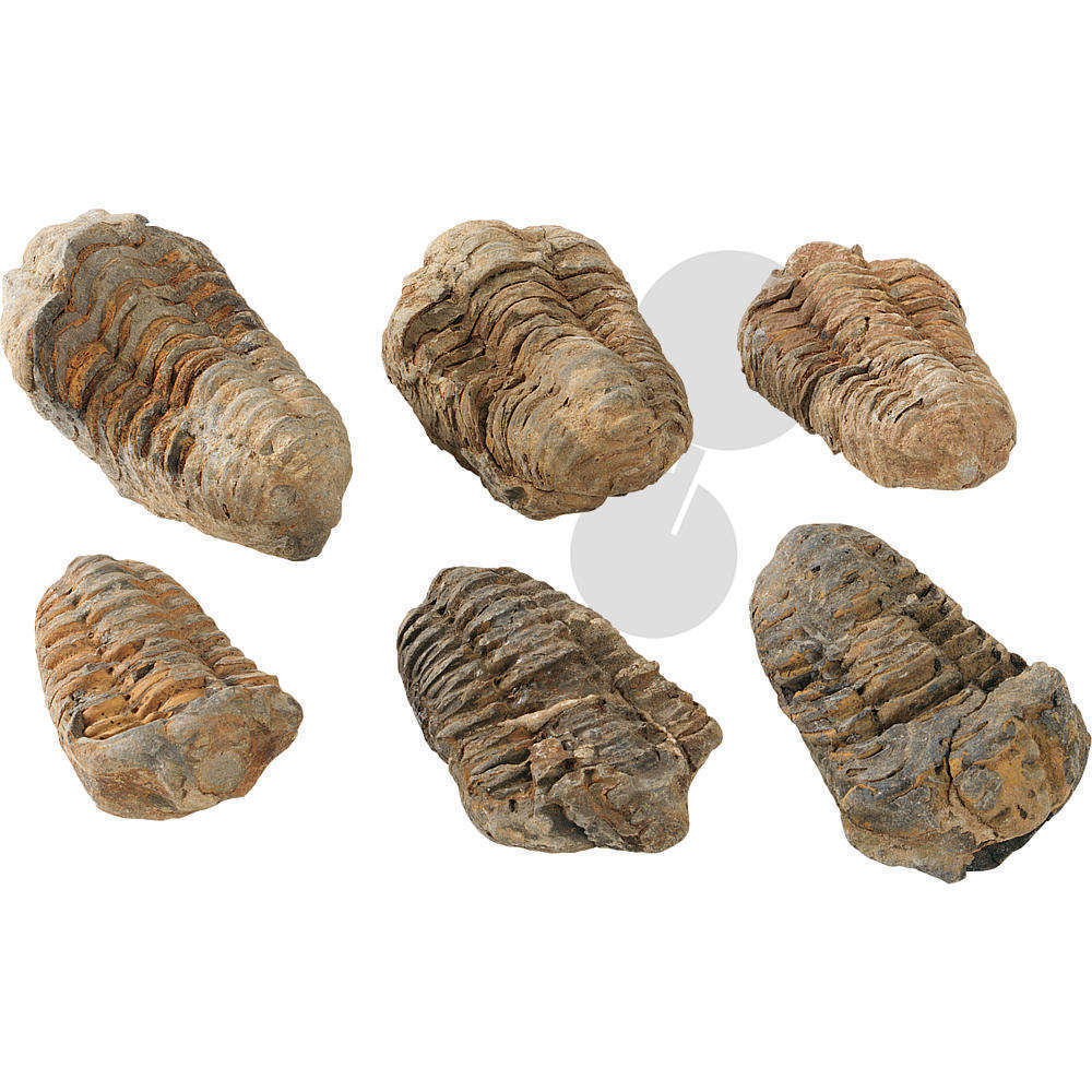 Trilobiten 6 Exemplare