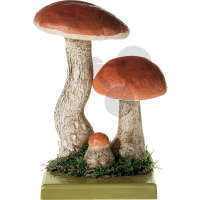 Leccinum aurantiacum