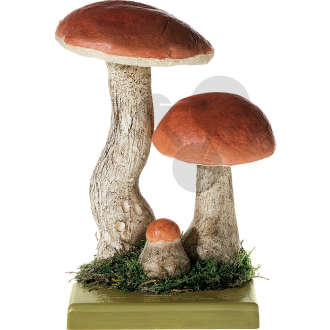 Leccinum aurantiacum