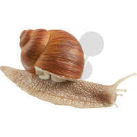 Weinbergschnecke SOMSO®-Modell