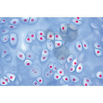 Série: Histologie: Cartilage et tissu osseux