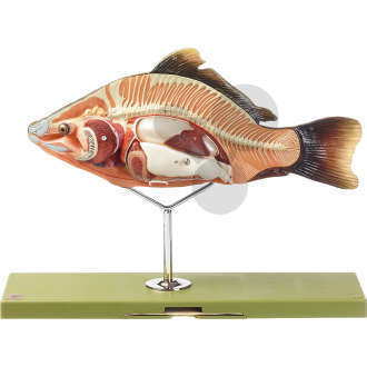 Anatomie du poisson Somso