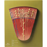 Nephron SOMSO®-Modell