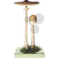 Macrolepiota procera