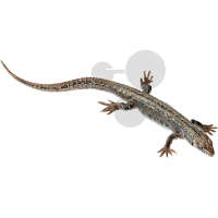 Lézard vivipare, femelle