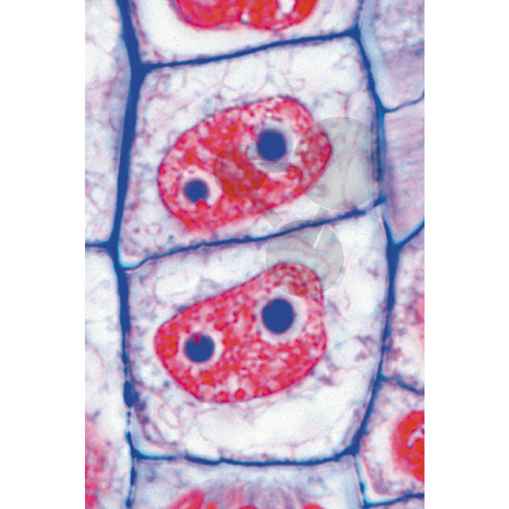 cellules végétales microscopiques