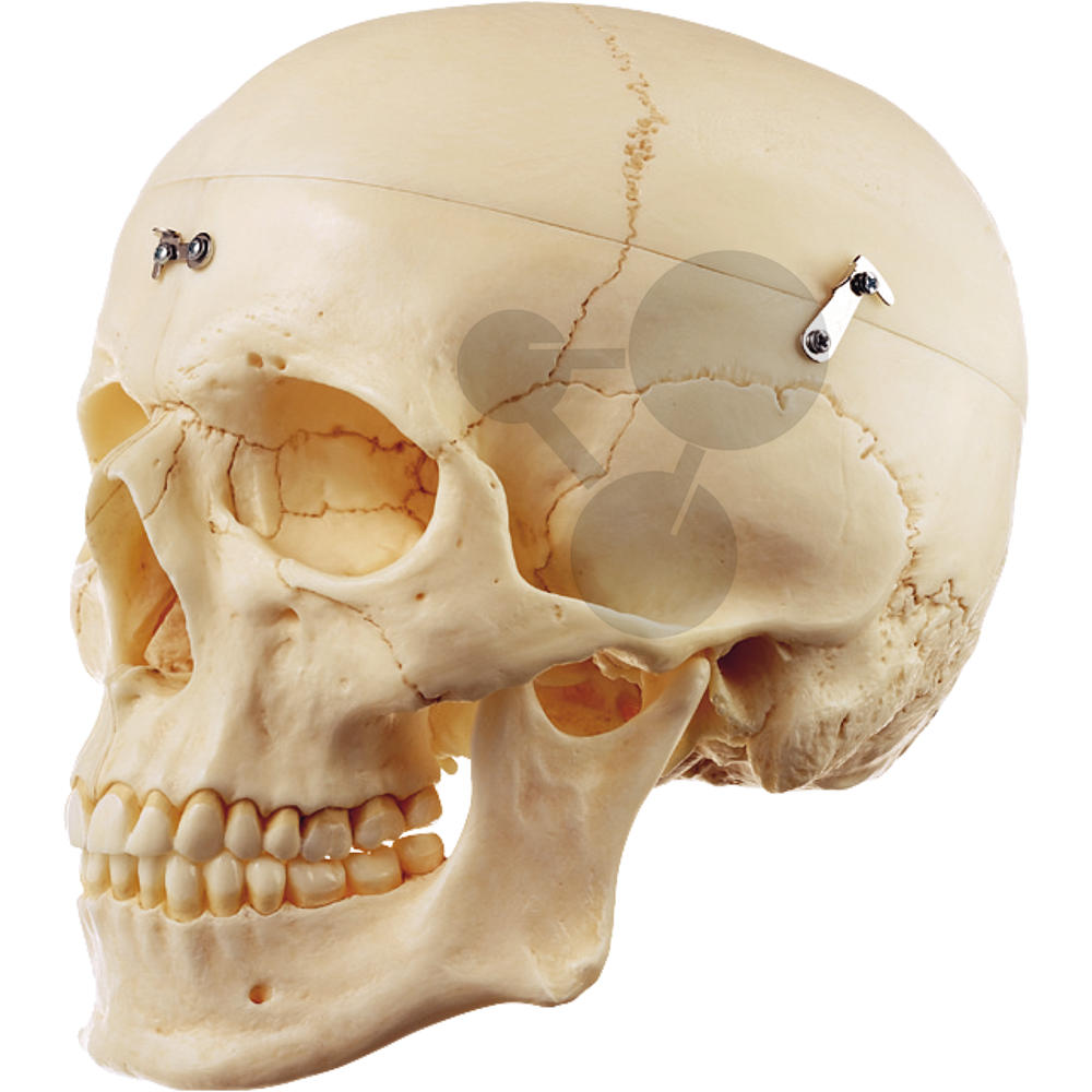 Crâne humain Premium / Evolution / SVT